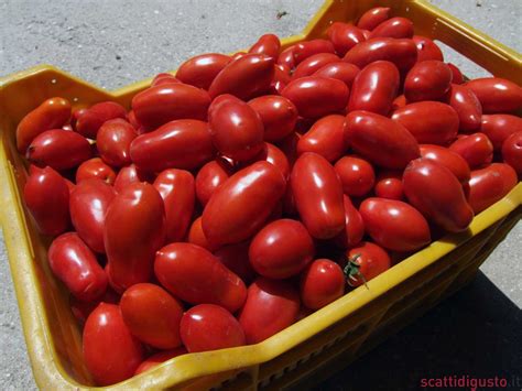 Check spelling or type a new query. Pomodoro. Preparare a casa la salsa e la conserva, anche ...