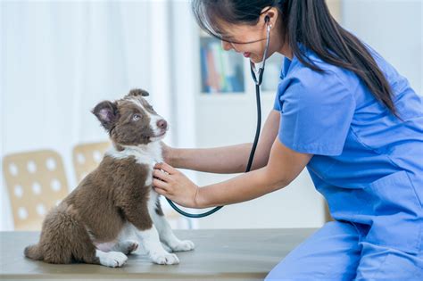 How Veterinary Consolidators Are Building a Future-Proof Enterprise