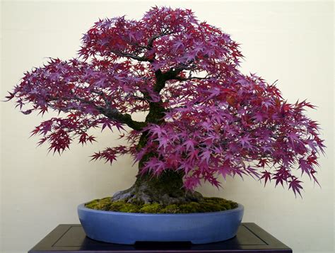 Bonsai Japan Japanese Maple