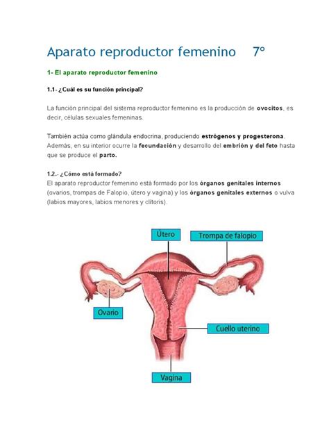 Aparato Reproductor Femenino 7º Testículo Ciclo Menstrual