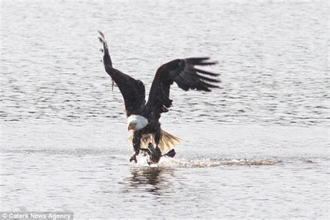 Bald Eagle Bends Down To Examine Its Duckling Prey Mid Flight In South