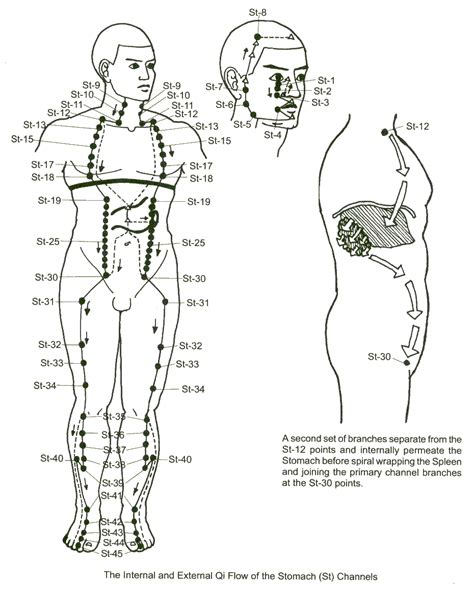 The Stomach Meridian The Root Of Life After Birth Acupuncture