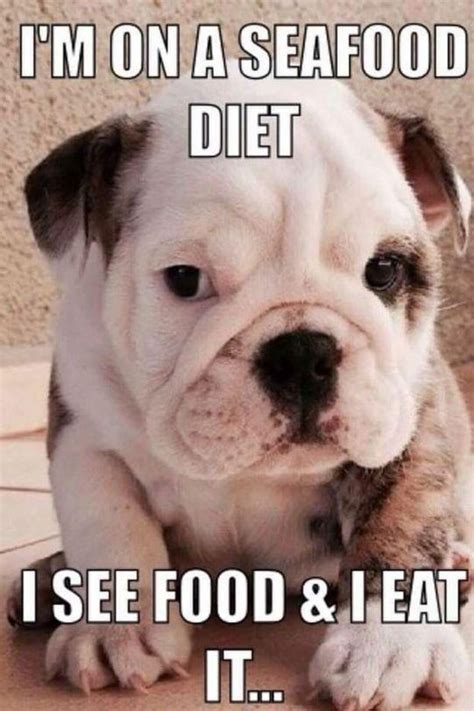 Seafood Diet Funny Animal Memes Funny Dog Pictures Funny Animal Jokes