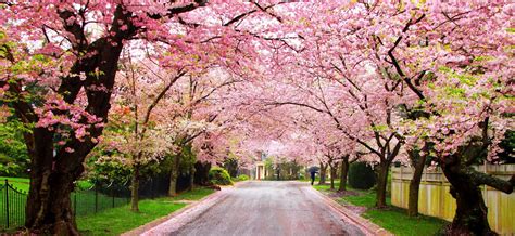 Enjoy The Collection Of Beautiful Wallpapers Cherry Blossoms