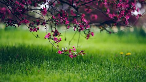 Closeup View Of Green Grass Field And Pink Blossom Flowers Tree