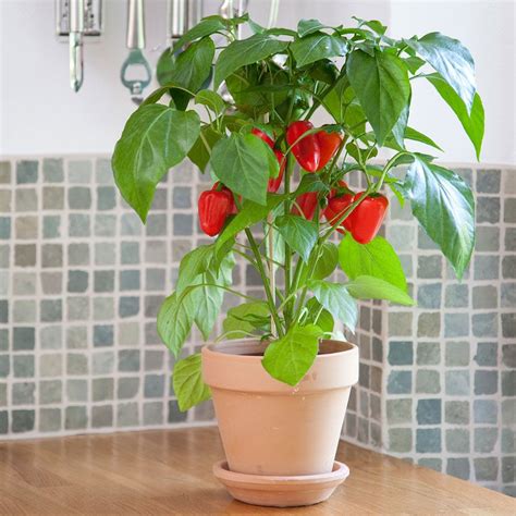 Kitchen Minis Fresh Bites Red Edible Potted Pepper Seeds Park Seed