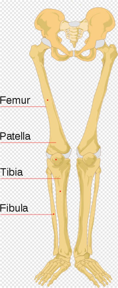 Human Skeleton Leg Bones Labeled HD Png Download X PNG Image PngJoy