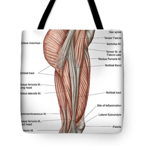 Anatomy Of Human Thigh Muscles Tote Bag For Sale By Stocktrek Images