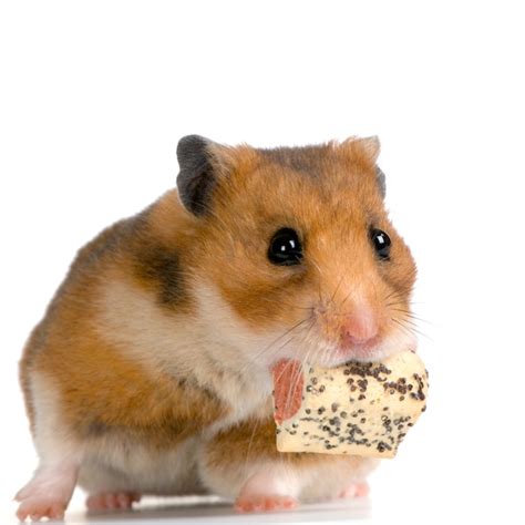 Premium Photo Hamster Eating Isolated