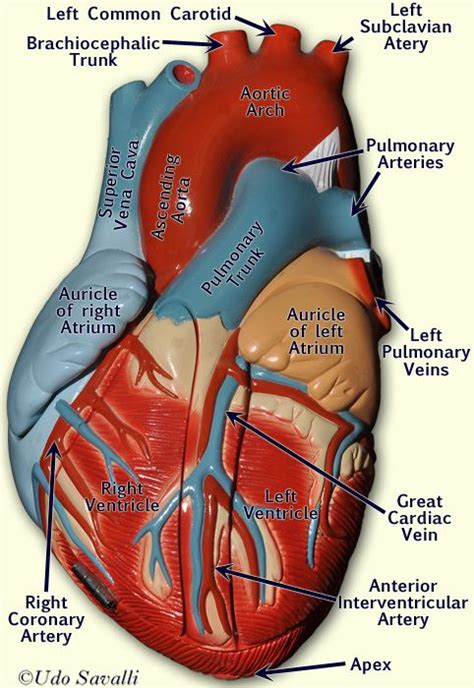 This is an online quiz called blood vessel labeling. Heart 2 anterior labeled (With images) | Anatomy models ...