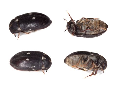 Black Carpet Beetle Pei Pest Control
