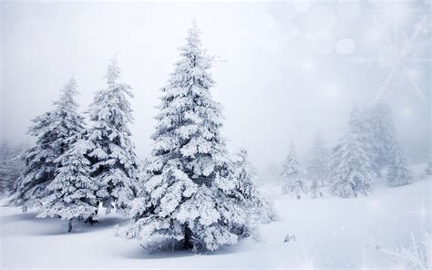 Trees Spruce Winter Snow F Wallpaper 2560x1600 202143 Wallpaperup