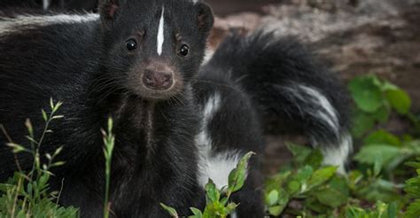 Interesting Facts About Skunks PONBEE
