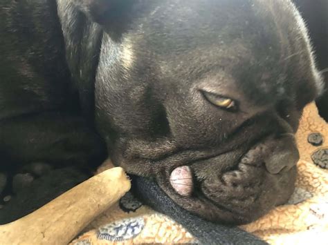 French Bulldog Papilloma What To Do About Warts On Dogs