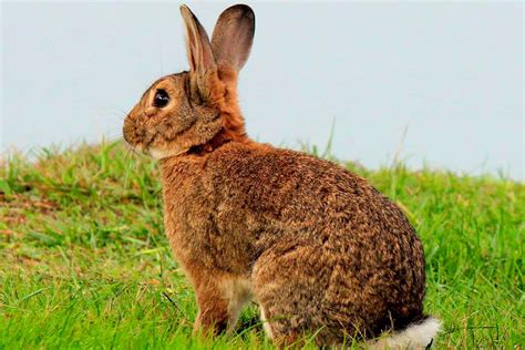 Deadly Rabbit Disease Inches Toward The San Juan Islands Islands Sounder