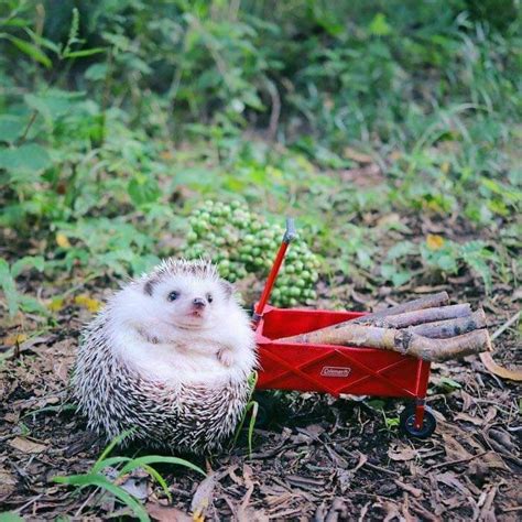 earth azuki the tiny japanese hedgehog goes camping 🦔🏕