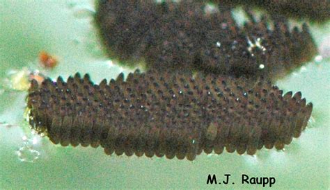 Female aedes aegypti mosquitoes are deadly vectors of arboviral pathogens and breed in containers of freshwater associated with human habitation. Beware of Mosquitoes and West Nile Virus — Bug of the Week
