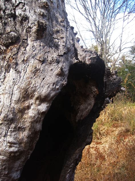 Hollow In Remnant Of Old Dead Tree Free Stock Photo Public Domain