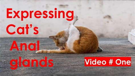 How To Express Cats Anal Glands Or Sacs Video One Youtube