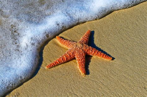 Pacific Starfish Bounce Back After Massive Die Off