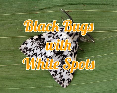 19 Black Bugs With White Spots Pictures And Identification