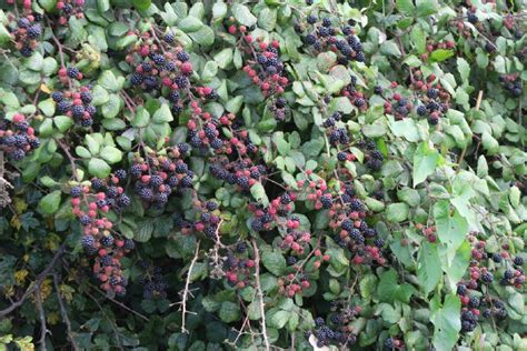 20 Easy And Delicious Berry Bushes Anyone Can Grow Diy And Crafts