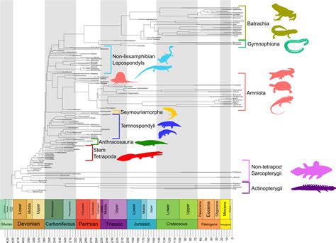 Early Tetrapod Cranial Evolution Is Characterized By Increased
