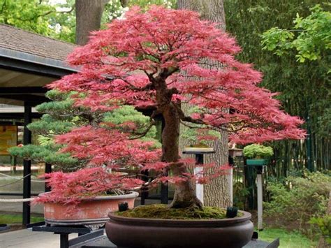 Best Trees For Bonsai And How To Care For Them Japanese Bonsai Tree