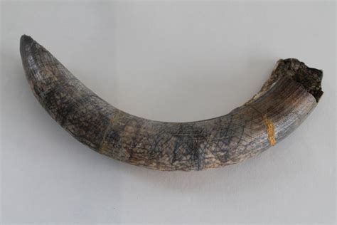 Fossil Tusk Hippo Hexaprotodon Silvalensis 25 Cm Catawiki