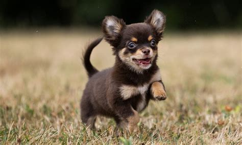 Chihuahua Dog Breed Characteristics Care And Photos Bechewy