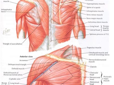 Rupture of the biceps tendon. Diagram Of Shoulder Muscles And Tendons : Schematic representation of the right shoulder ...