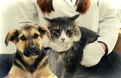 I have never in all my years of saving animals and seeing vets found a place as amazing as arrow dog and cat hospital. Anti-Inflammatories Can Be Fatal for Dogs and Cats - My ...