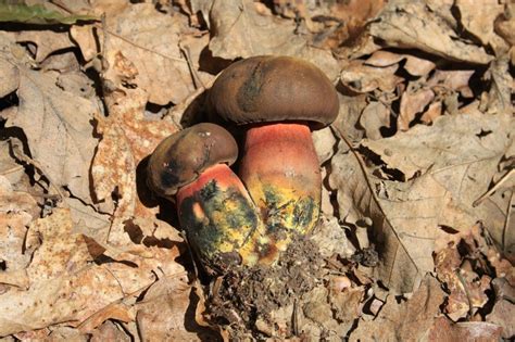 Boletus Luridiformis Poisonous Mushrooms Stuffed Mushrooms