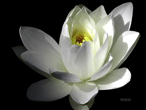 White Petals Aquatic Bloom Photograph By Julie Palencia