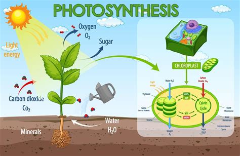 Diagrama Que Muestra El Proceso De Fotosíntesis En Planta 3468597