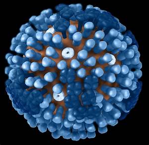 Imágenes de virus de la influenza - Influenza estacional (gripe) - CDC Influenza  