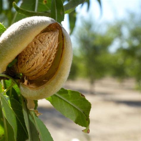 Everything You Need To Know About Almonds Jcs Quality Foods
