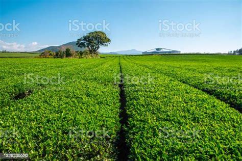 Huge Green Tea Field In Jeju Island Stock Photo Download Image Now