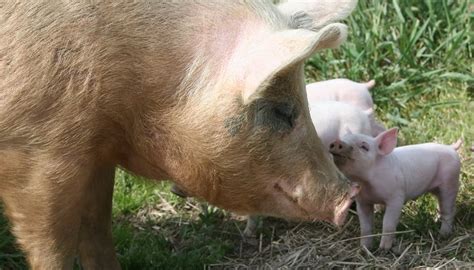 How A Mother Pig Takes Care Of Her Piglets Animals Momme
