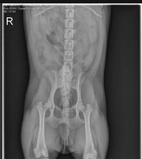 Detecting Dog Pregnancy Ultrasound Vs X Ray Dog Discoveries