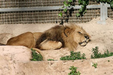 Lion Resting In The Sun Stock Photo Image Of Flesh 202089658
