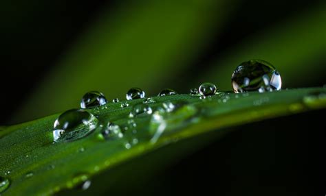 Macro Photography Of Water Drops · Free Stock Photo