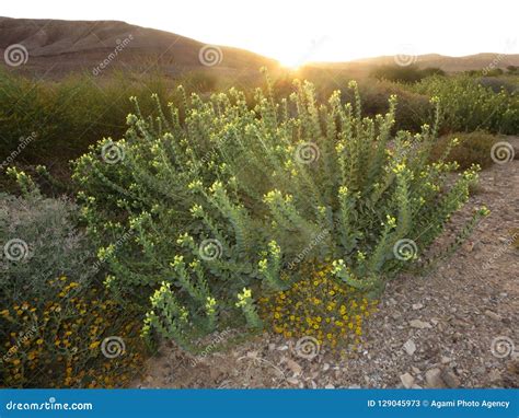 Negev Woestijn In Bloei Negev Desert In Bloom Israel Stock Image