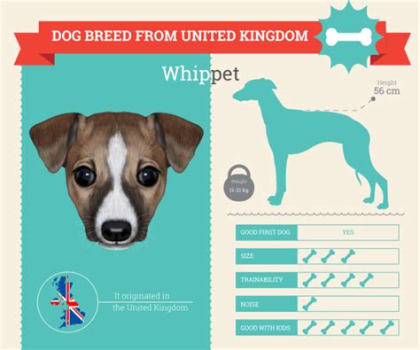 Whippet Dog Breed Information Dog Breeds List