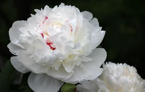 25 White Peony Iphone Wallpaper Paseo Wallpaper