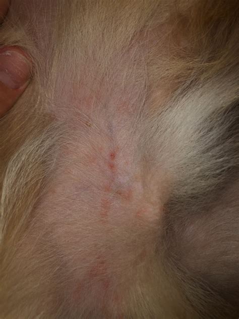 My Dog Has A Rash And Little White Bumps Hes Extremely Itchy