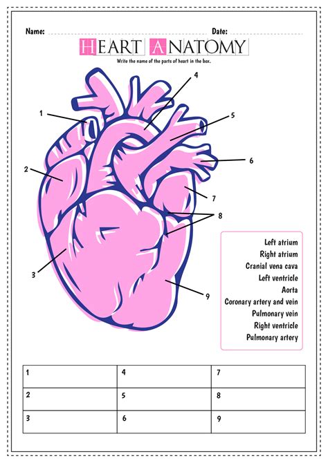 12 Blank Heart Diagram Worksheet With Word Bank Free Pdf At