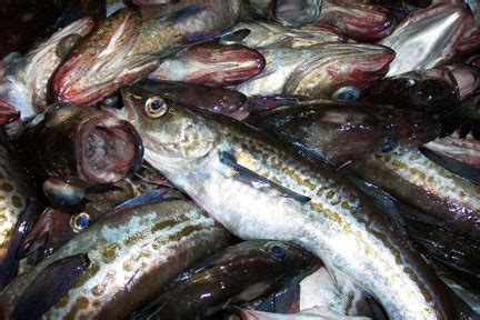 The diet of the pollock consists of smaller pelagic fishes, sand eels and various crustaceans. Walleye Pollock Species Profile, Alaska Department of Fish ...