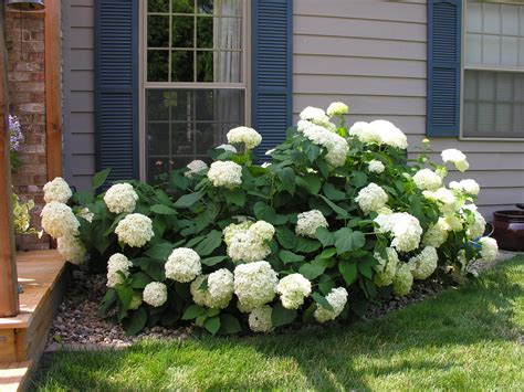 Demystifying Hydrangea Pruning The Homeowners Column Planting