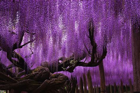 Oldest Wisteria Tree Ashikaga Japan 21 720 × 478 Pixels Glycine